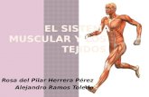 Este anatomía del sistema muscular humano rosi y ale bio 1ºa ct