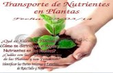 Revista electrónica sobre nutrientes de las plantas