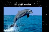 El  dofí   mular