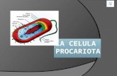 La celula  procariota