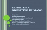 El sistema digestivo humano (1)
