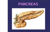 20 tc pancreas - bazo
