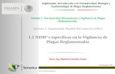 Nimf específica en la vigilancia de plagas reglamentadas