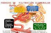 Fuerzas de filtración glomerular