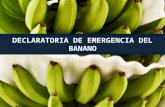 Declaratoria emergencia banano final