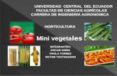 Horticultura mini vegetales trabajo