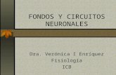 Fondos y-circuitos-neuronales-v