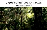 Qué comen los animales de la selva