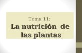 11 nutrición plantas