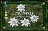 Edelweiss  flor de las nieves