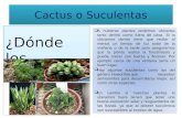 Cactus o suculentas