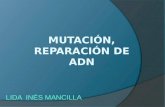 Mutación, reparación de adn