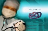 Micetoma: Actinomicetoma y Eumicetoma Dermatologia
