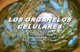 Biologia-organelos celulares