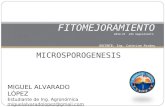 Fitomejoramiento microporogenesis