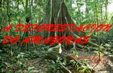Deforestación do Amazonas