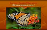 La mariposa Monarca