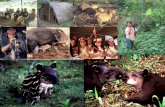 Presentacion problemática amazónica zanja arajuno