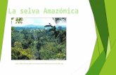 Selva amazonica