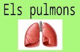 Els Pulmons