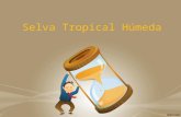 Selva tropical-humeda