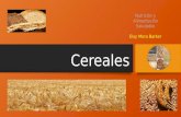 Cereales Por Elsy Mora