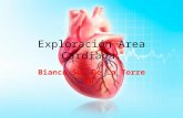 Exploración area cardiaca