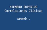 Anato i   miembro superior correlaciones clínicas - lmcr