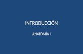 Anato i   introducción - lmcr