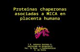 Proteinas Chaperonas Asociadas a MICA en Placenta Humana