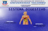 Sistema digestivo   douglas contreras