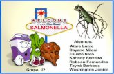 Salmonella - Udabol
