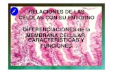 Diferenciaciones de la membrana celular