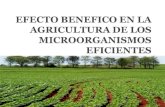 Efecto benefico en la agricultura de los microorganismos