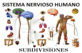 1 tema. que es el sistema nervioso y sus subdivisiones