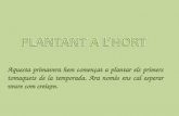 PLANTANT A L'HORT