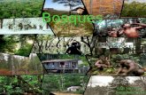 Bosques de Bolivia-Mundo