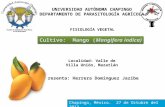 Cultivo de Mango en Villa Unión, Mazatlán