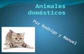 Animales domésticosv2 (2)