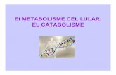 01   ampliaci³ - metabolisme biologia