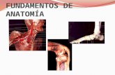 Anatomia sin tejidos