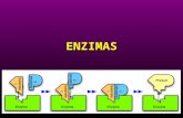 Clase 5 enzimas