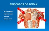 3ro músculos del tórax