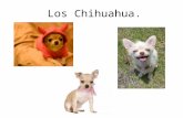 Los chihuahua