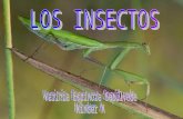 Varinia los-insectos-1219867723054048-9(1)