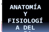Anatomia y fisiologiarenal