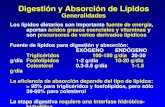 Absorción y digestión lipidica