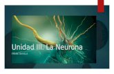 Unidad III. la neurona