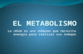 El metabolismo celular (2)