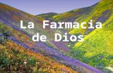 God's pharmacy (español)